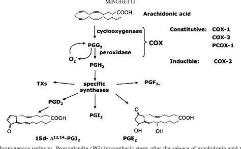 Arachidonic Acid Cox Pathway