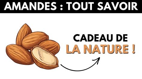 Les Amandes Tout Ce Que Vous Devez Savoir Sur Les Bienfaits Des