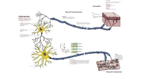 Sensory Neuron Interneuron Motor Neuron By Andrew Lawrence On Prezi