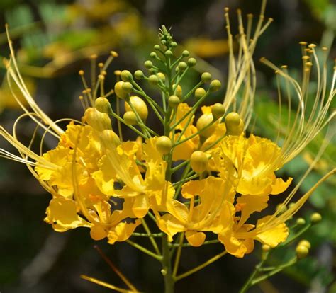 Caesalpinia Pulcherrima Var Yellow Yellow Dwarf Poinciana Pride Of