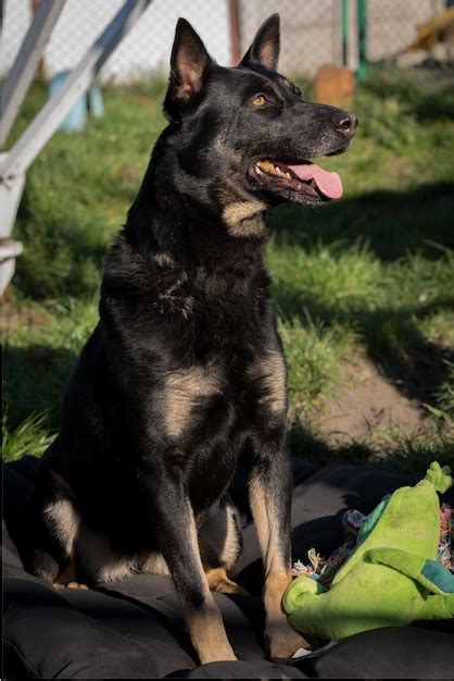 Pobre Perro Callejero En El Refugio Foto Premium