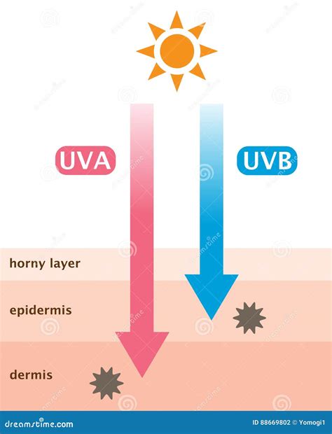 Uva And Uvb Radiation Penetrate Into The Skin Stock Vector