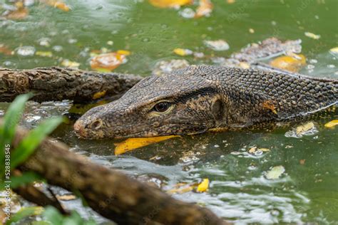 The Striped Monitor Lizard Or Water Monitor Varanus Salvator Is A