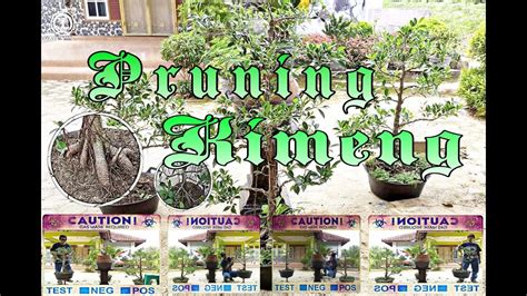 Bonsai Kimeng Proses Pruning Bahan Bonsai Kimeng Youtube