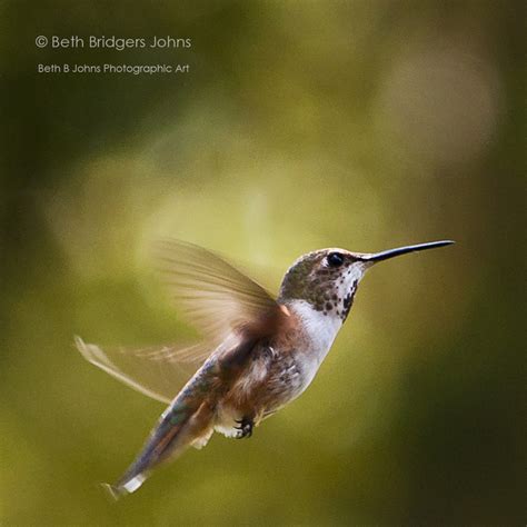 9 Hummingbirds Swifts And Trogons Beths Avian Archives