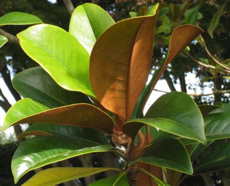 Southern Magnolia Tree Leaves