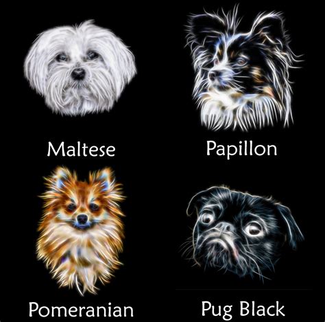 Black Pomeranian Maltese Mix