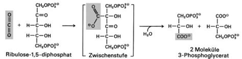 Ribulose 15 Diphosphat Lexikon Der Biologie