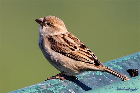 Sparrow Munia | Birds of India