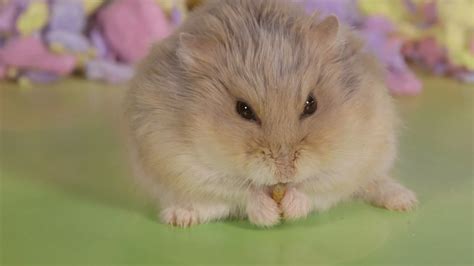 Cute Dwarf Hamsters