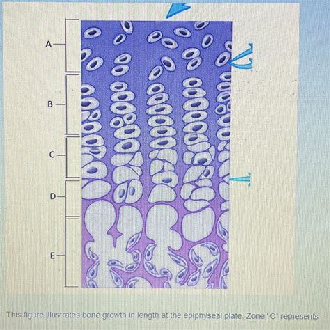 Solved This Figure Illustrates Bone Growth In Length At The Chegg