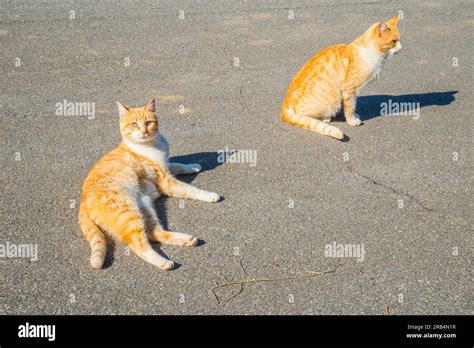 Two Stray Cats Stock Photo Alamy