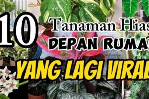 Buruan Ditanam Berikut Ini Adalah Beberapa Jenis Tanaman Hias Yang