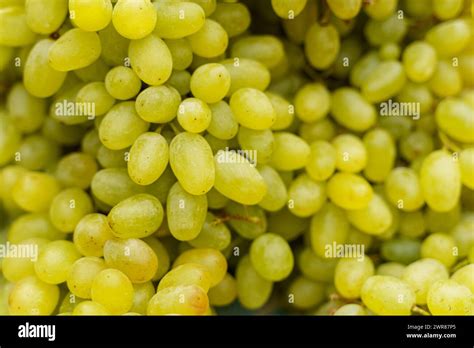 cluster  fresh green grapes arranged   wooden table showcasing