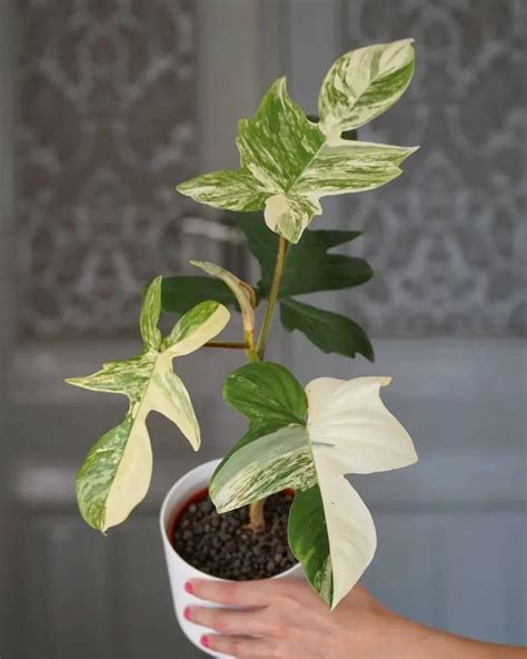 Philodendron Florida Beauty Variegata Plant Care Growing Basics