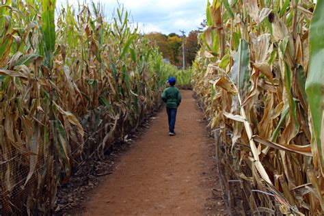 Corn Maze - I Love Halloween