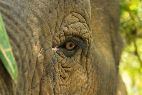 Botswana (combined with Zambia) - True Adventure