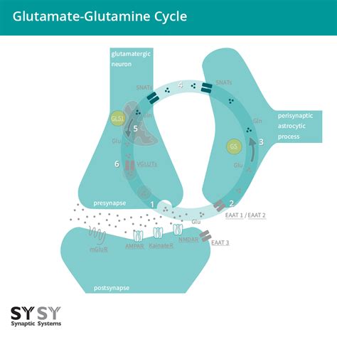 Synaptic Systems