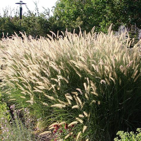 Amazon Outsidepride Seeds Perennial Pennisetum Alopecuroides