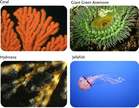 What Are Five Characteristics Of Cnidarians