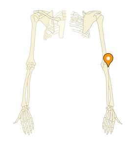 Humeroradial joint - e-Anatomy - IMAIOS