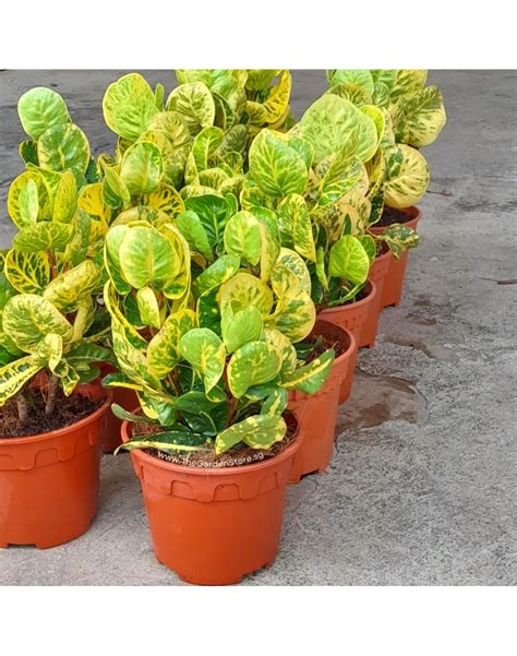 Yellow Croton Codiaeum Variegatum Yellow