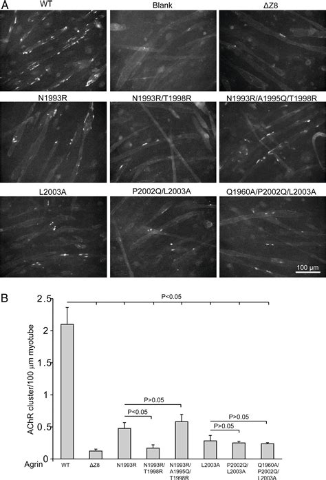 Structural Insights Into The Assembly Of The Agrin Lrp Musk Signaling