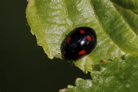 Black with red spots: What's my Ladybird? - Natural History Society of ...