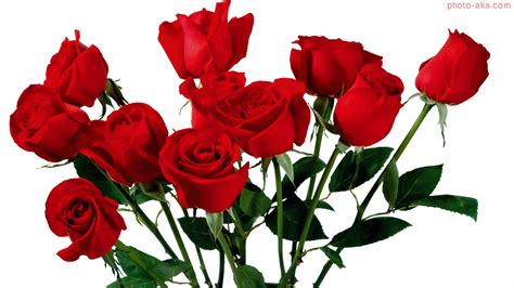 زیباترین شاخه گل های رز Red Roses Wallpaper