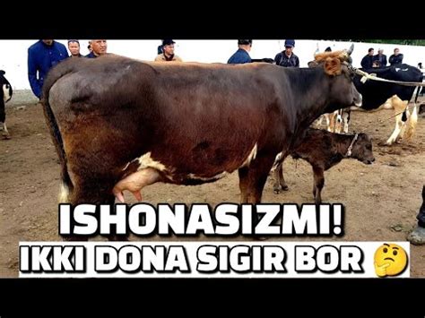 BUXORO JONDOR DALMUN JUMA MOL BOZOR ONA BOLA SIGIR GUNOJIN NARXLAR