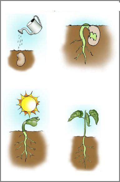 Ciclo De Vida A Color De Las Plantas Ciclos De Vida De Las Plantas Ciclos De Vida