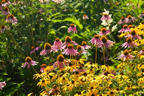 Laurel Hedge Echinacea Rudbeckia 3545 Scott Weber Flickr