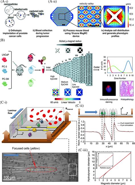 Immunomagnetic µ‐chips For In Situ Phenotyping Separation And Analysis