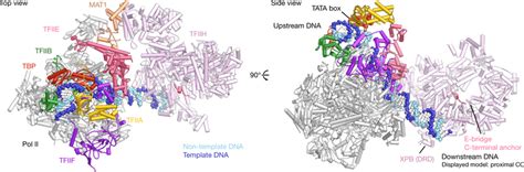 structure   mammalian pic structure   cc viewed   top