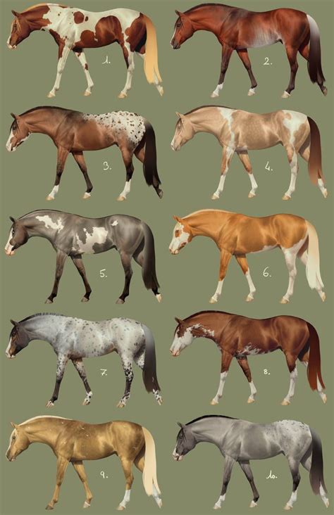 cool horse coat colors  susanne drennan blog