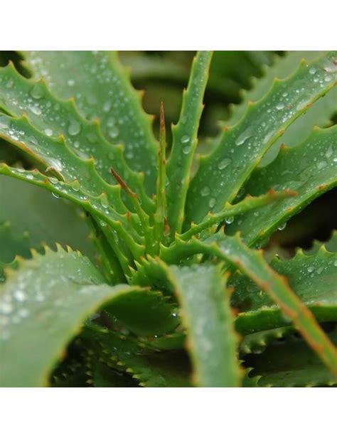 Bol Avec Savon Raser M Hle Aloe Vera