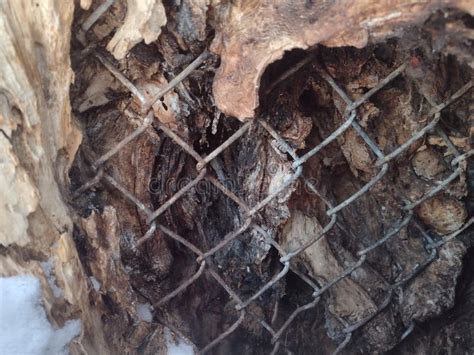 Box Elder Tree Bark with Chain Link Fence Stock Photo - Image of ...