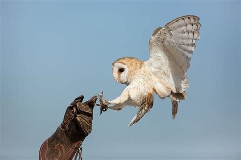 Que MANGENT Les CHOUETTES ALIMENTATION De La CHOUETTE