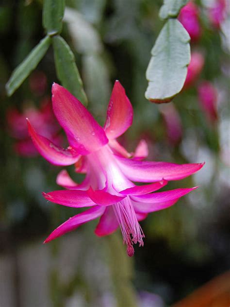 Schlumbergera X Buckleyi True Christmas Cactus World Of Succulents