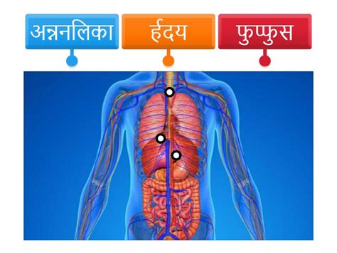 human body - Labelled diagram