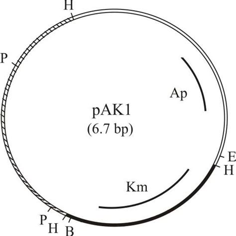 Schematic Representation Of The Broad Host Range Plasmid Pak Kb