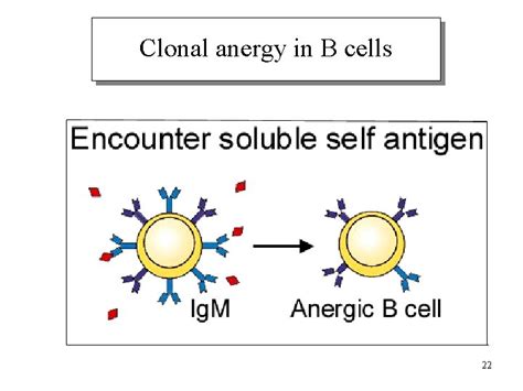 Chapter 15 Immunological Tolerance 1 1 Concept Outline