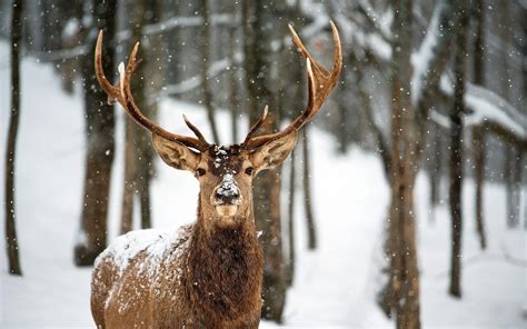 Deer Snow Wallpapers - Wallpaper Cave