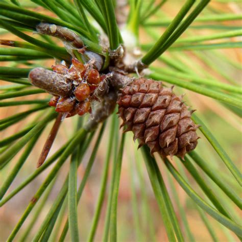 Pinus echinata (Shortleaf Pine) – MySeedsCo