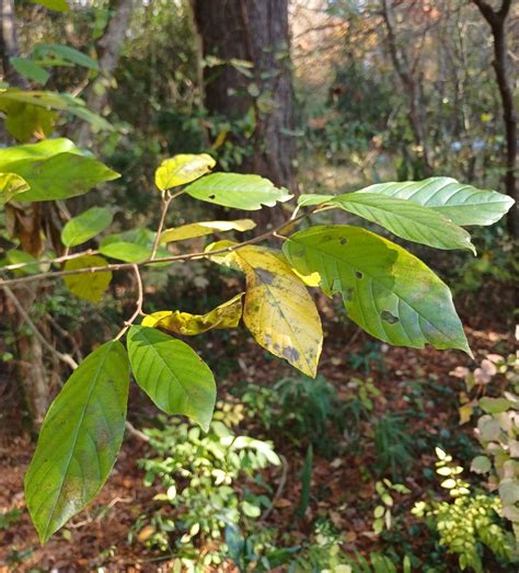 Frangula - Trees and Shrubs Online