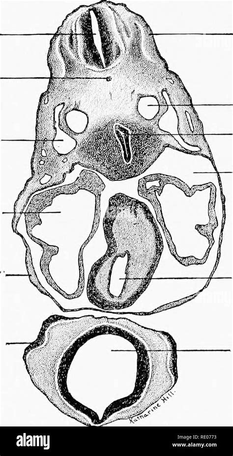 A Laboratory Manual And Text Book Of Embryology Embryology H4 The