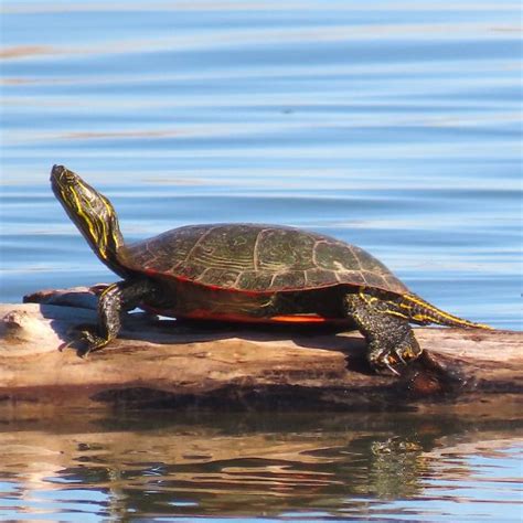 Western Painted Turtle Care Guide - All Turtles