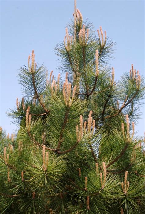 Pinus Nigra Subsp Pallasiana