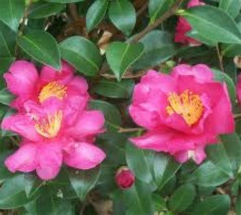 Kanjiro Pink Camellia Sasanqua | New Life Nursery