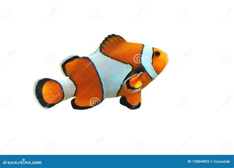 Clown Fish Royalty Free Stock Photo - Image: 15004855